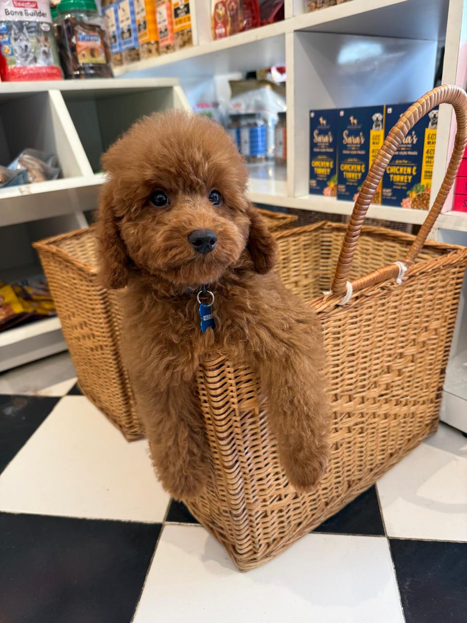 Frodo deep-red Toy Poodle male