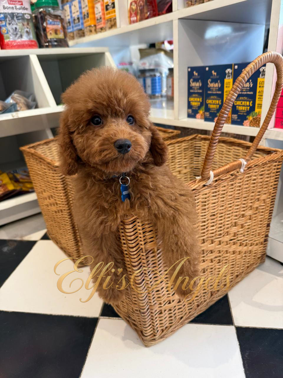 Frodo deep-red Toy Poodle male