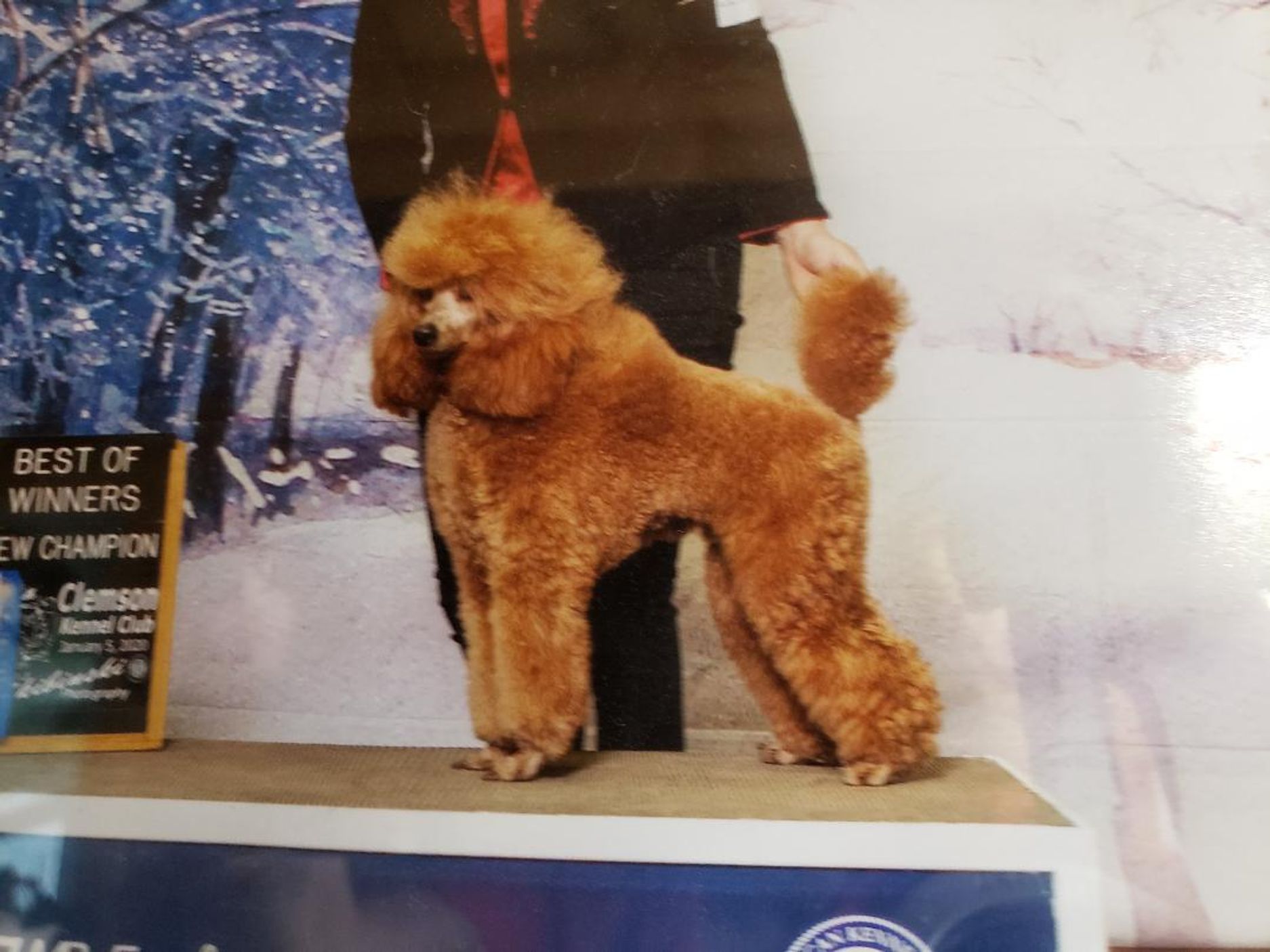 AKC ring photo of Anakin Skywalker's father