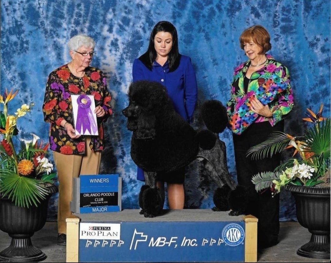 AKC championship photo of Jack Sparrow's father