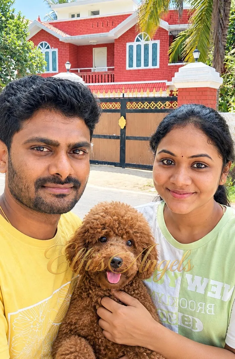 Barfi, a red Miniature Poodle, with his family