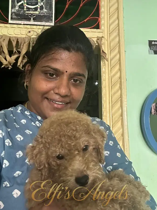 Golu, an apricot Miniature Poodle, being held by a member of his family