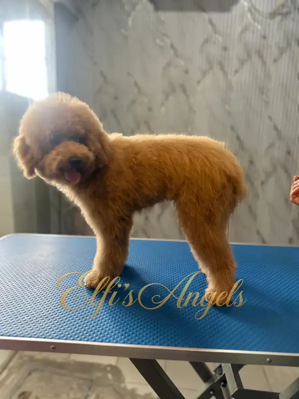 Golu showing his freshly groomed coat in a full-body portrait