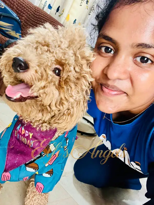 Iniyan, a golden Miniature Poodle, beside Priya at home