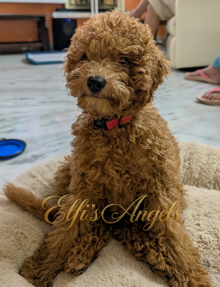 Simba sitting on a towel at home