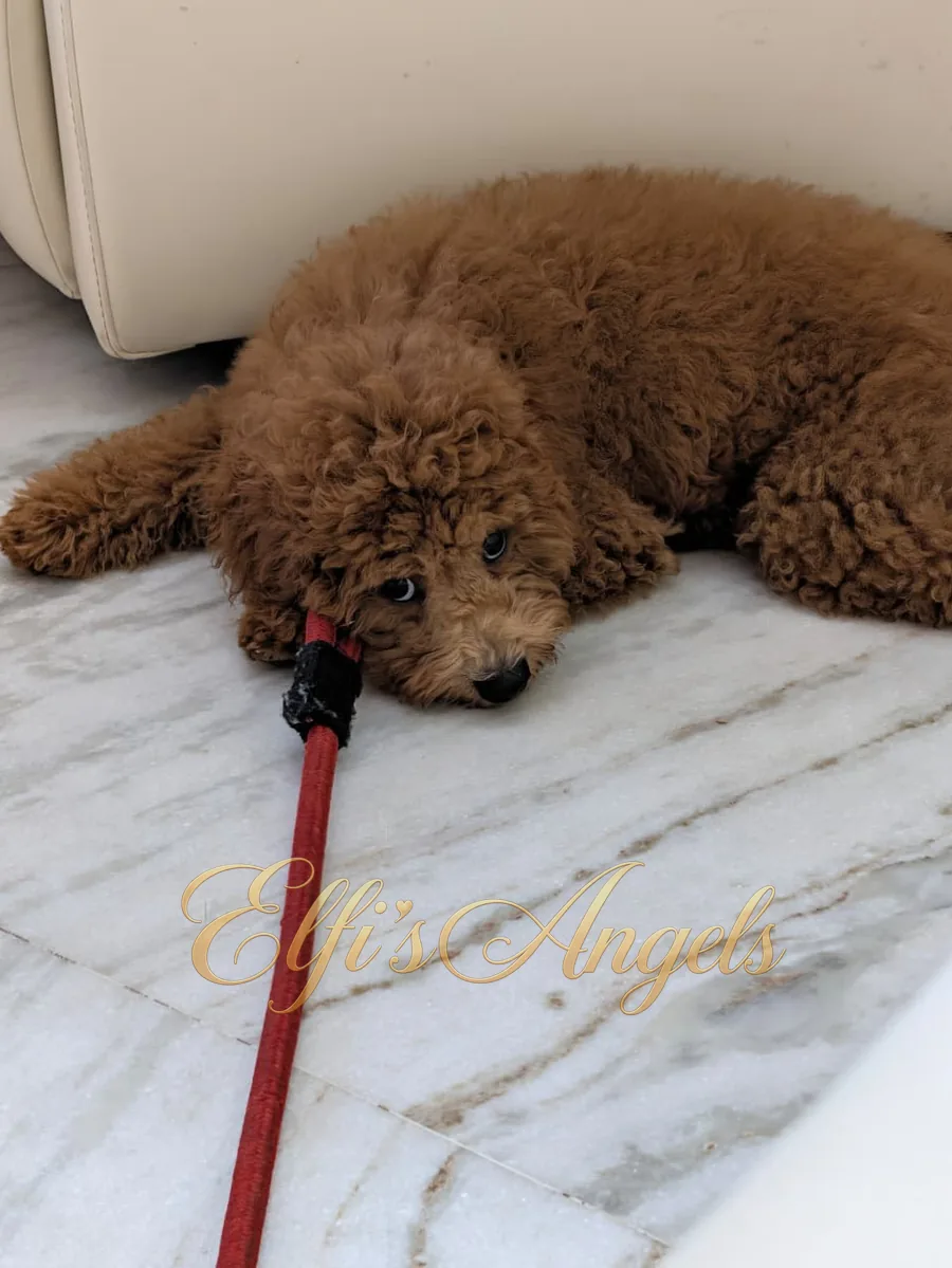 Simba resting on the floor at home