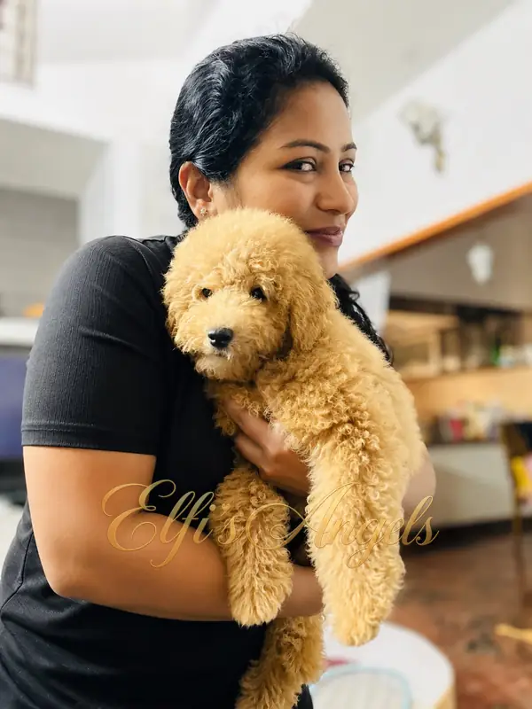 Teddy, an apricot Miniature Poodle, being held by a member of Manjunath’s family