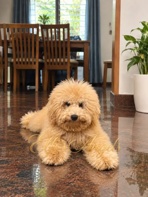 Teddy, an apricot Miniature Poodle, relaxing at home