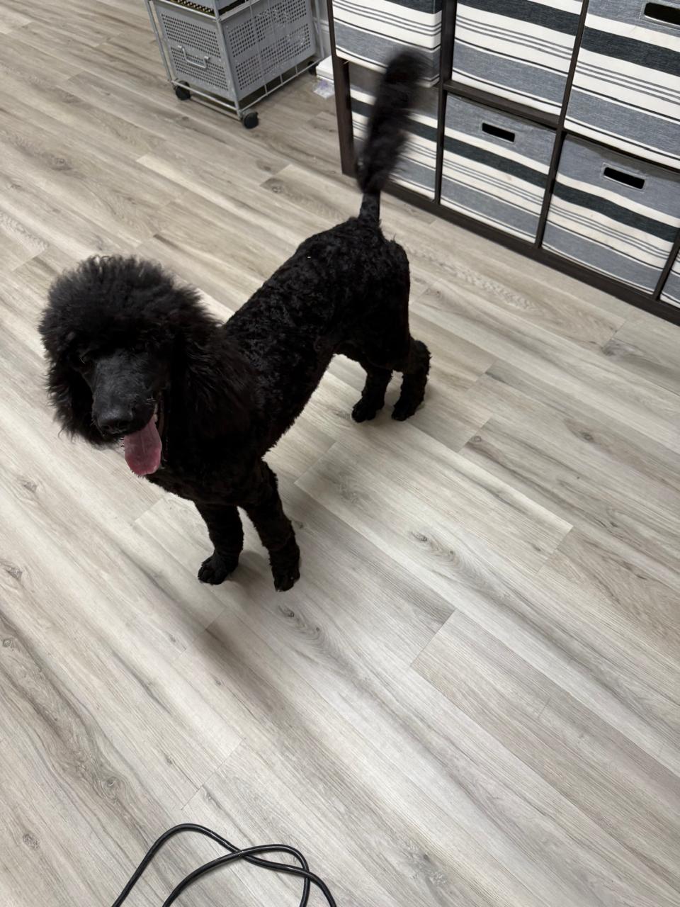 Jack Sparrow, Mini Poodle