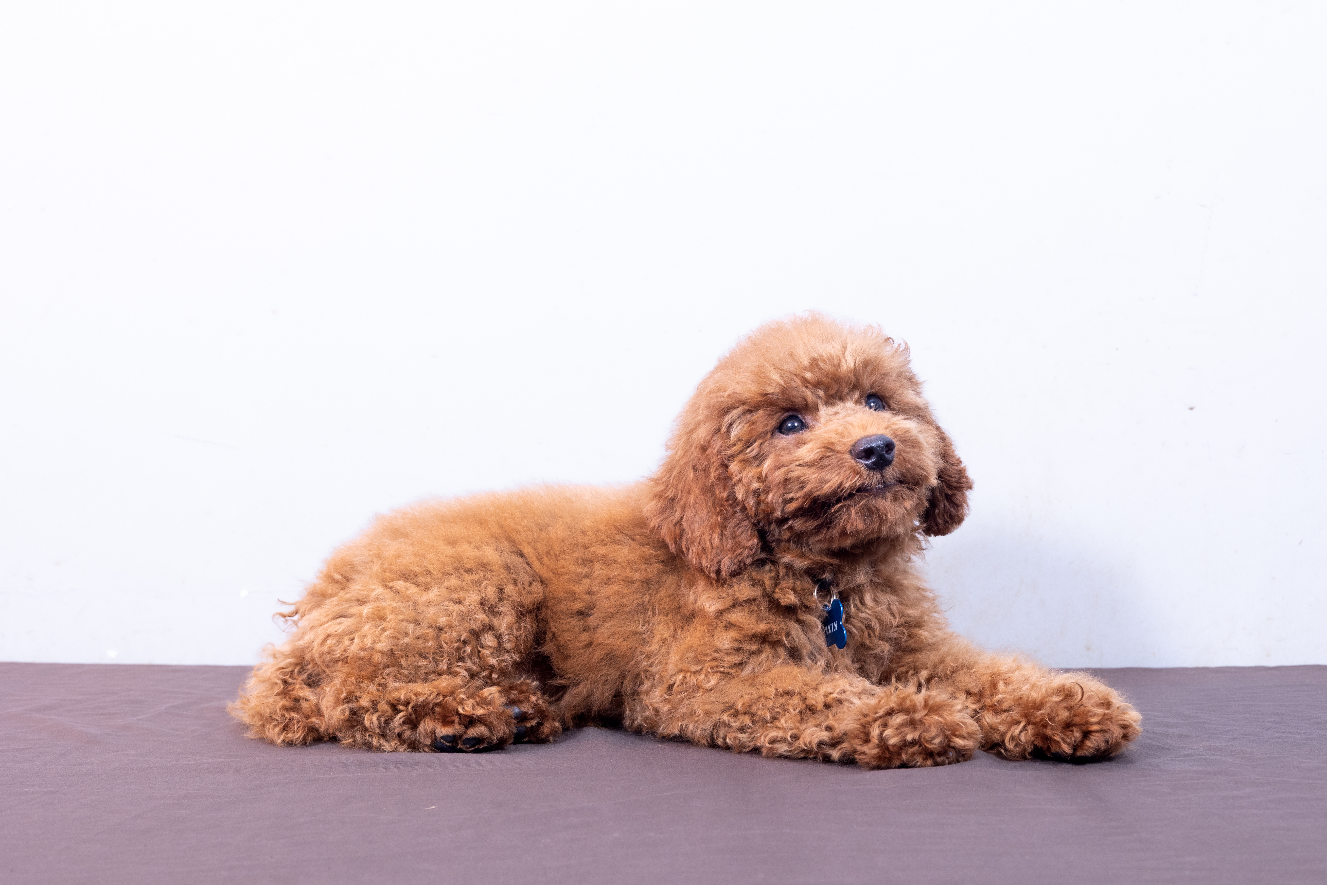 Anakin Skywalker, black Mini Poodle