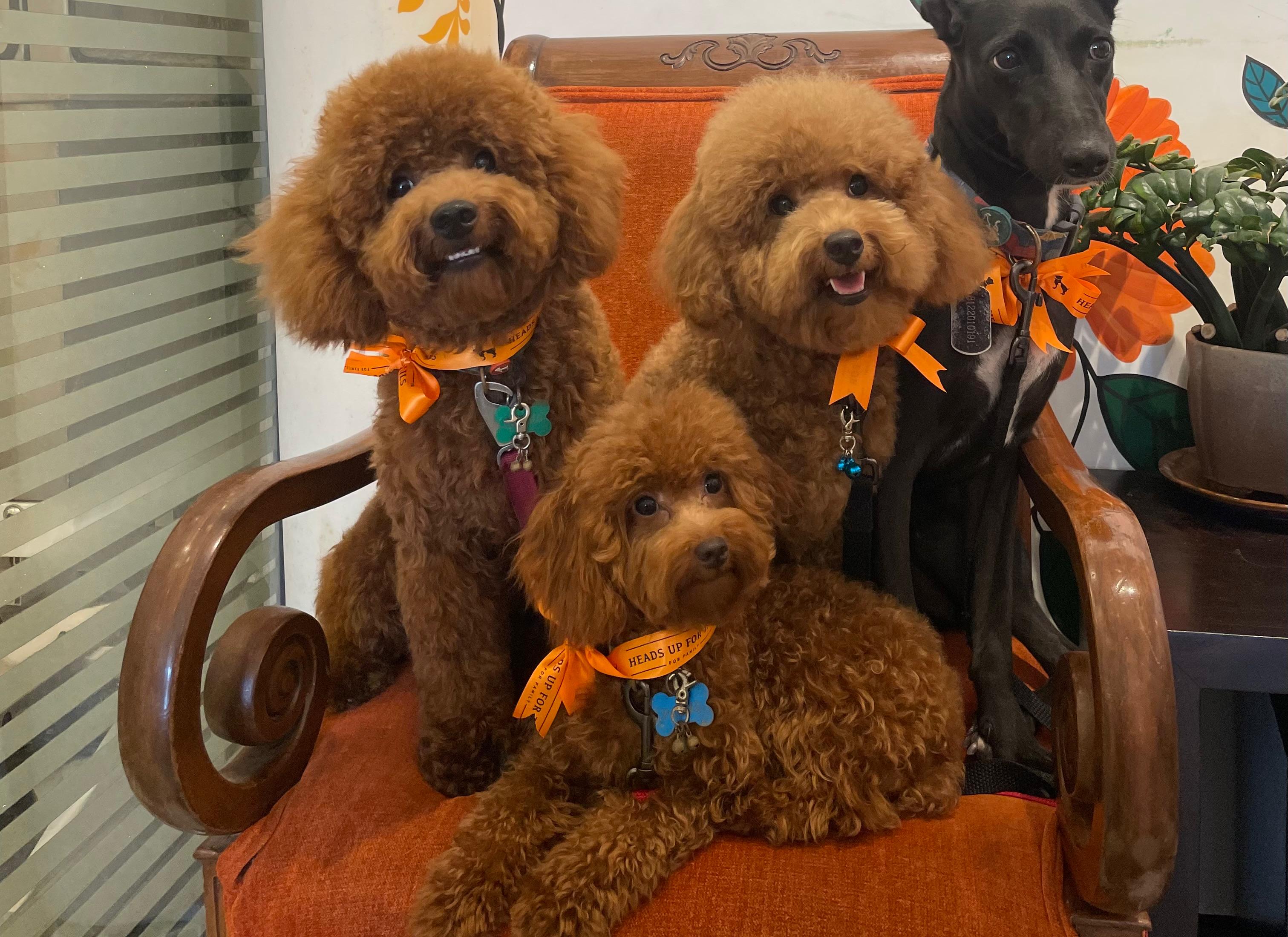 Premium Poodle Puppies from Elfi's Angels in the intro section