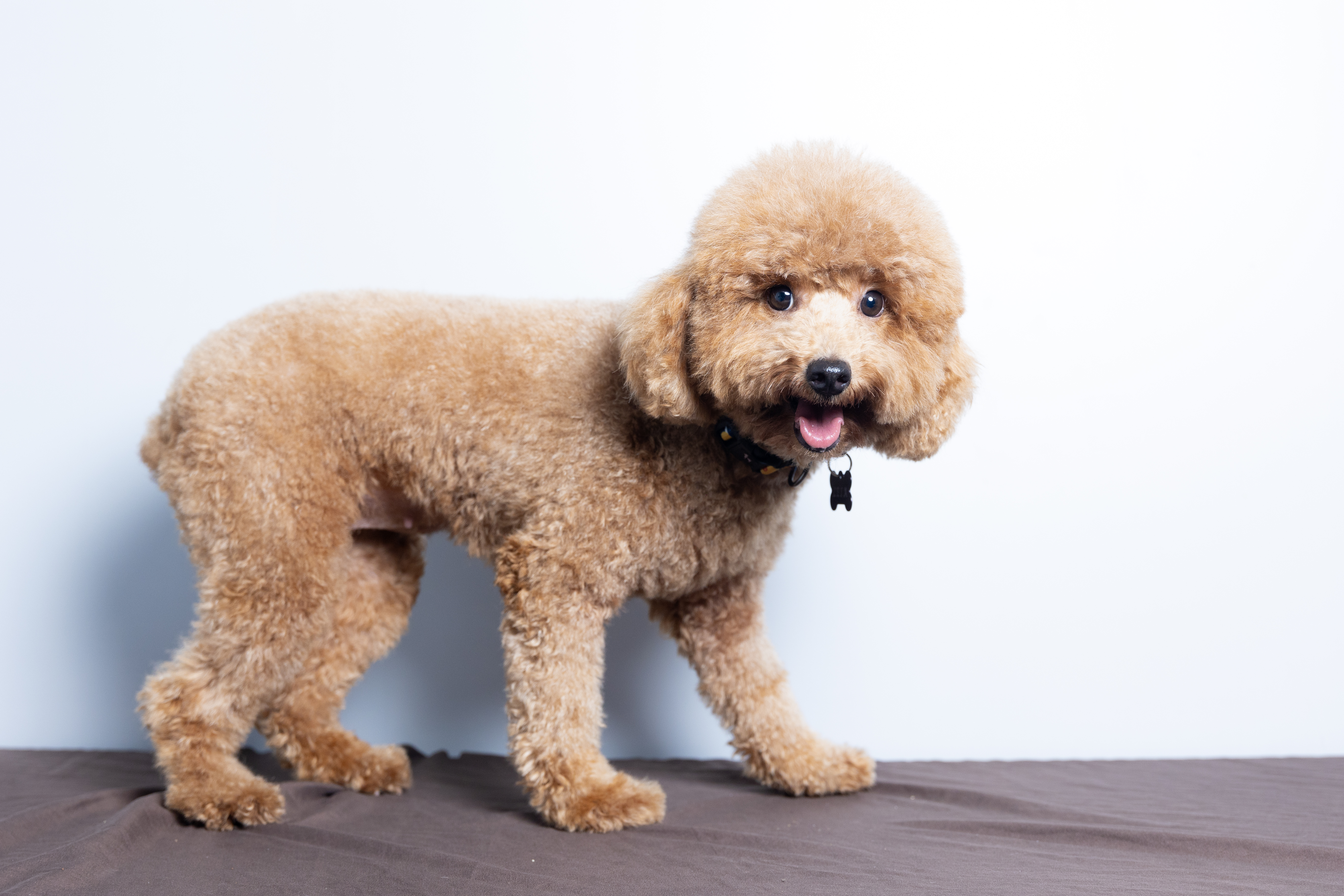 Princess Leia, cream Mini Poodle