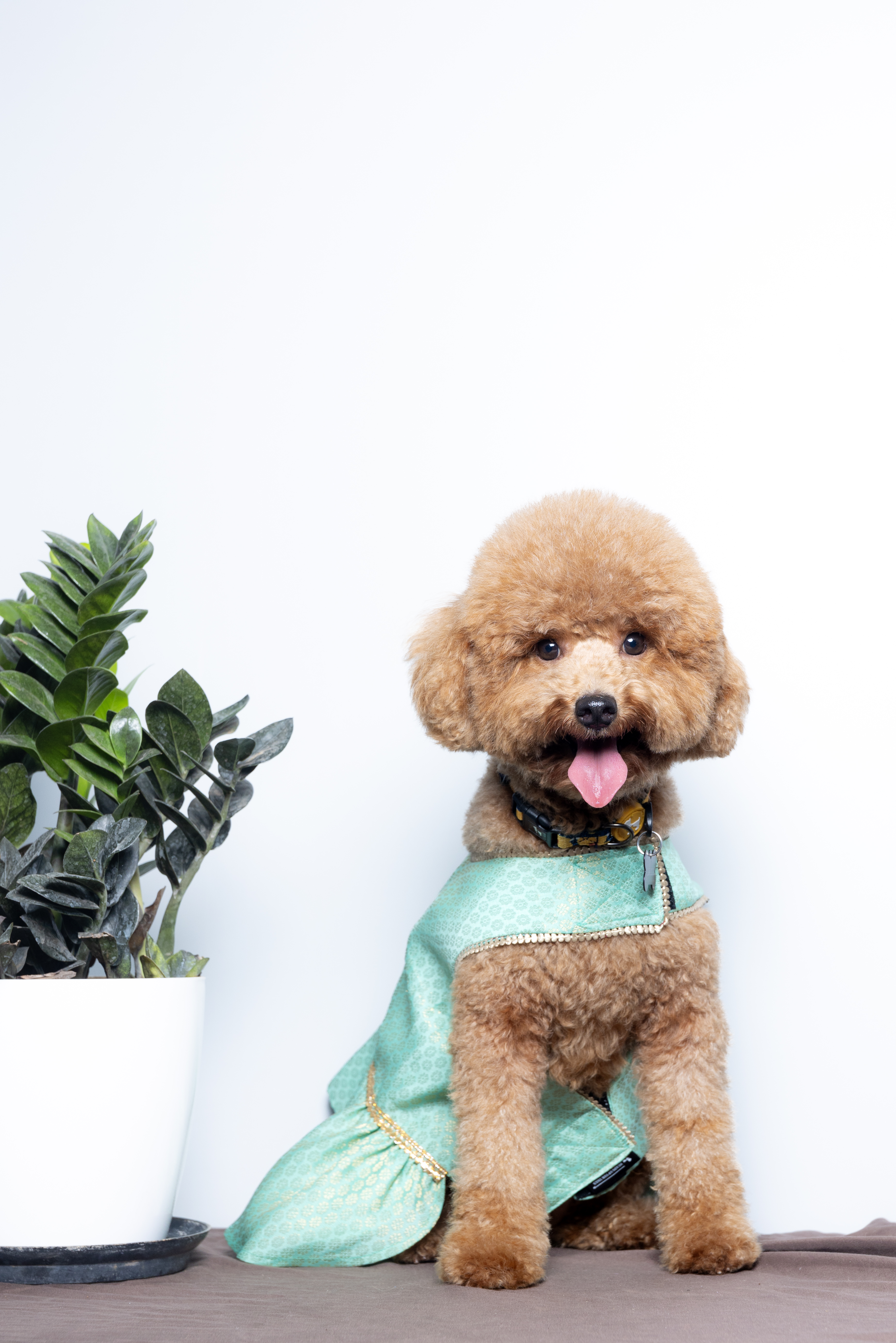 Princess Leia, cream Mini Poodle