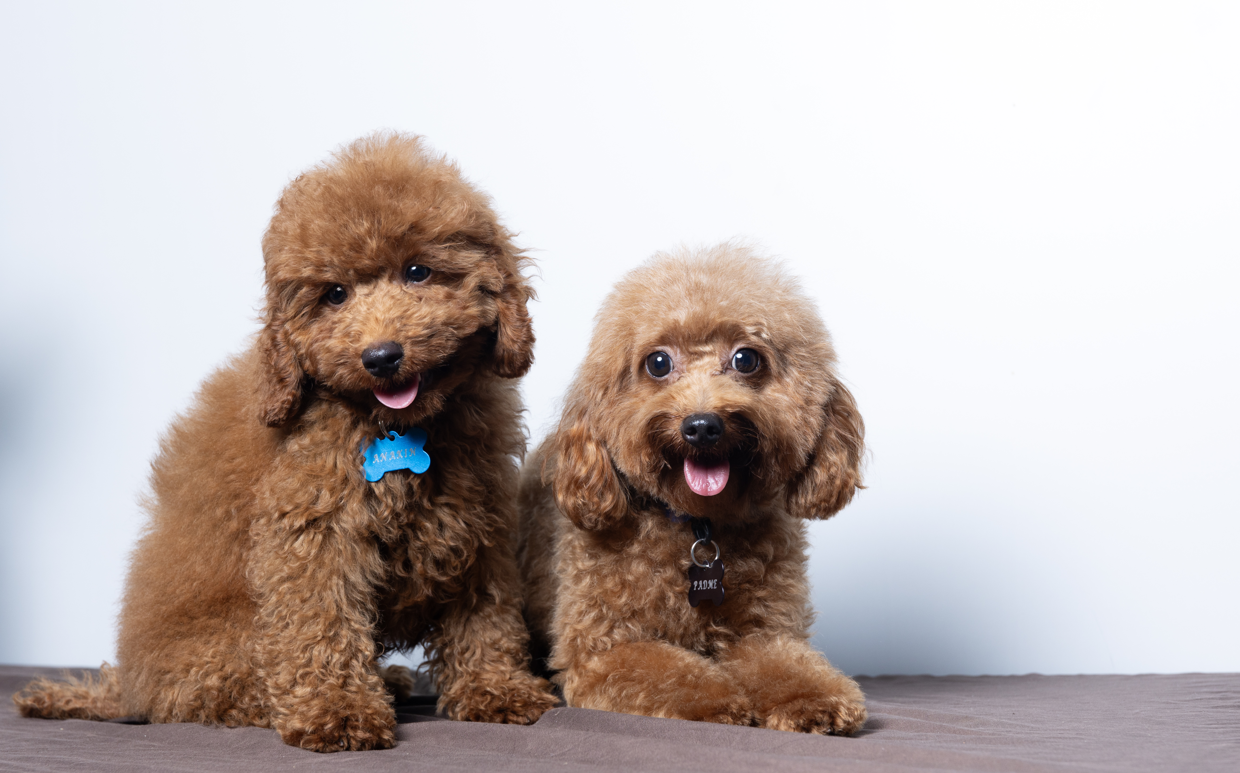 Padmé Amidala, Mini Poodle