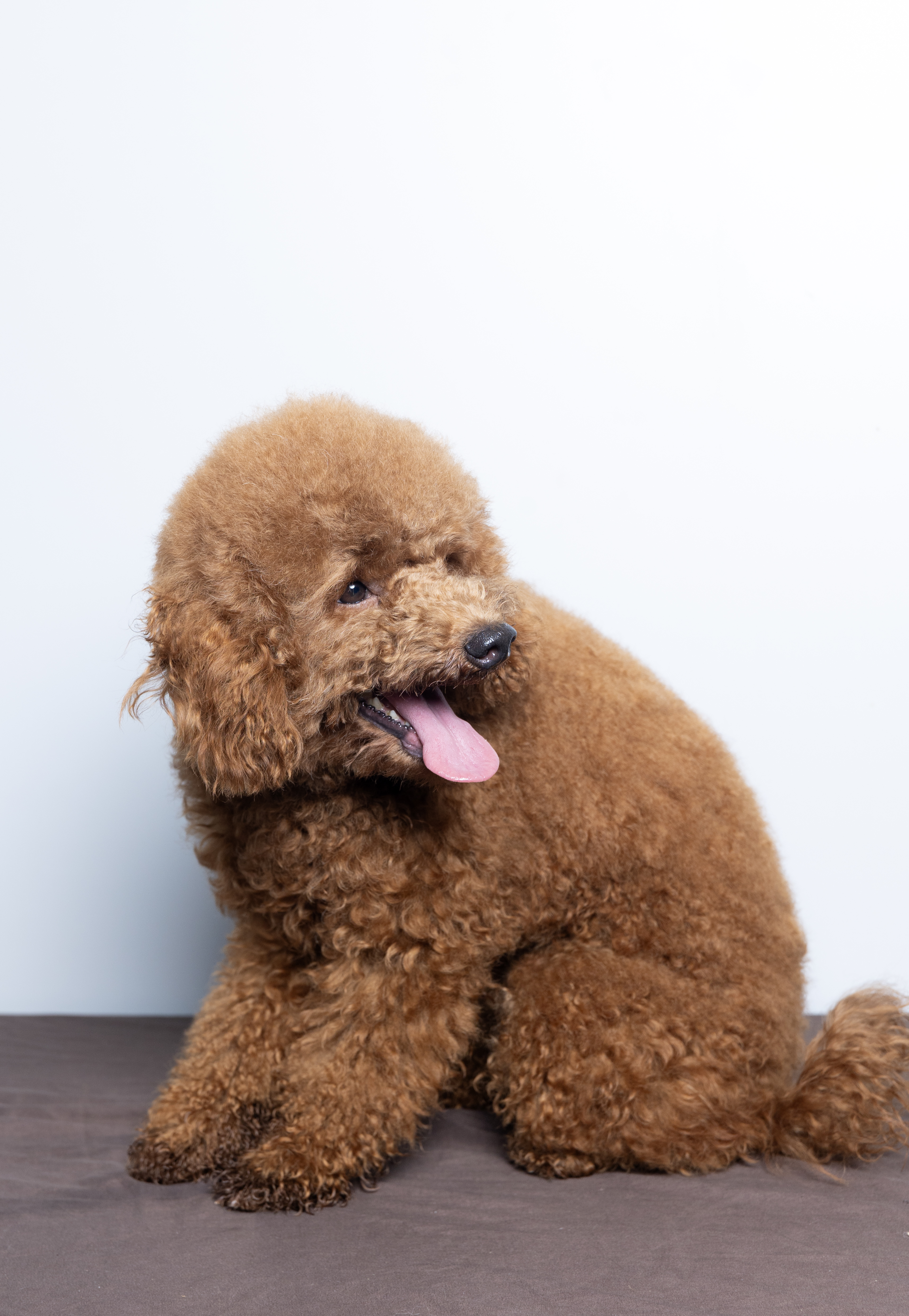 Sabine Wren, Mini Poodle