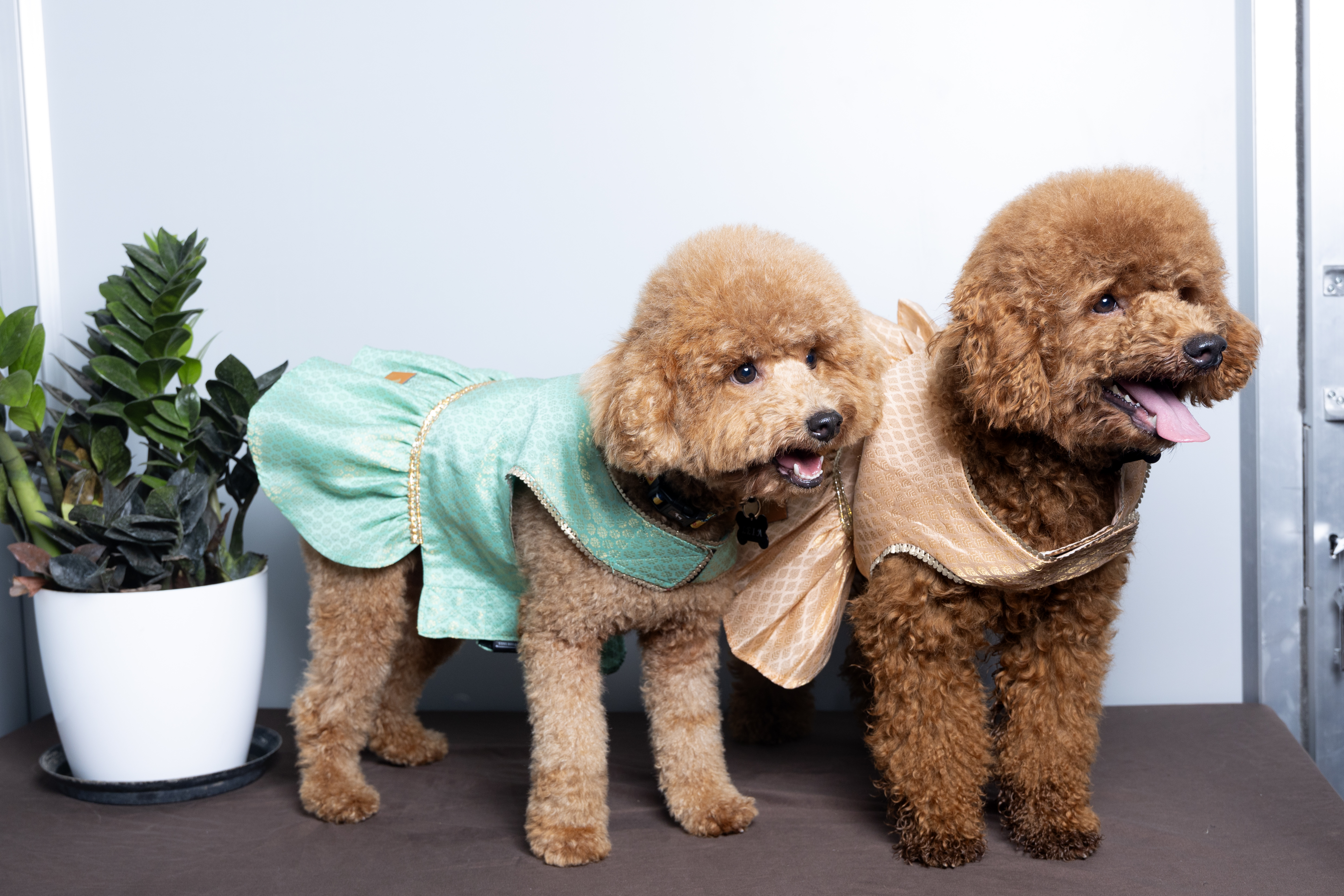 Sabine Wren, Mini Poodle