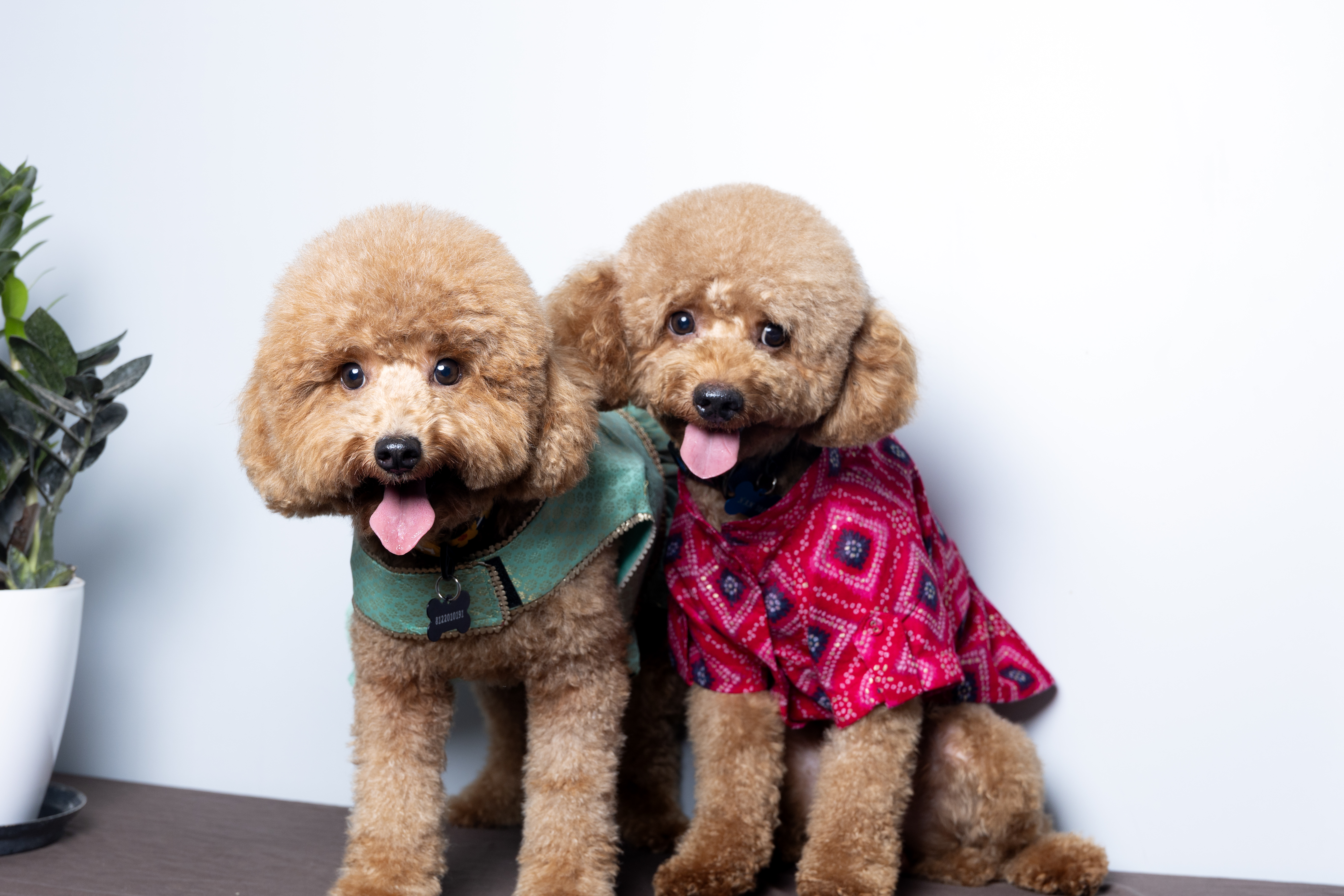 Solo and Leia together, Mini Poodles