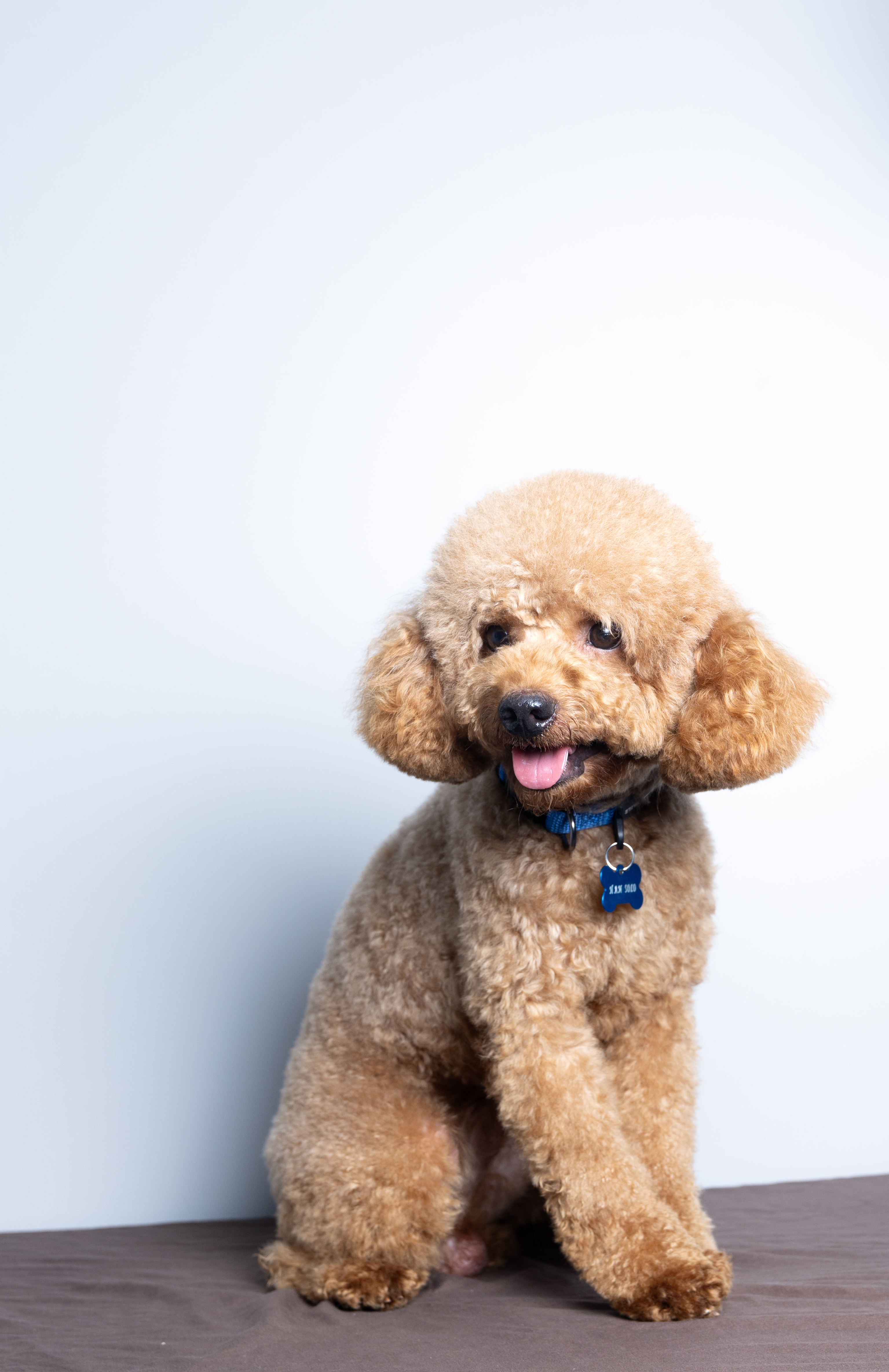 Han Solo, Mini Poodle