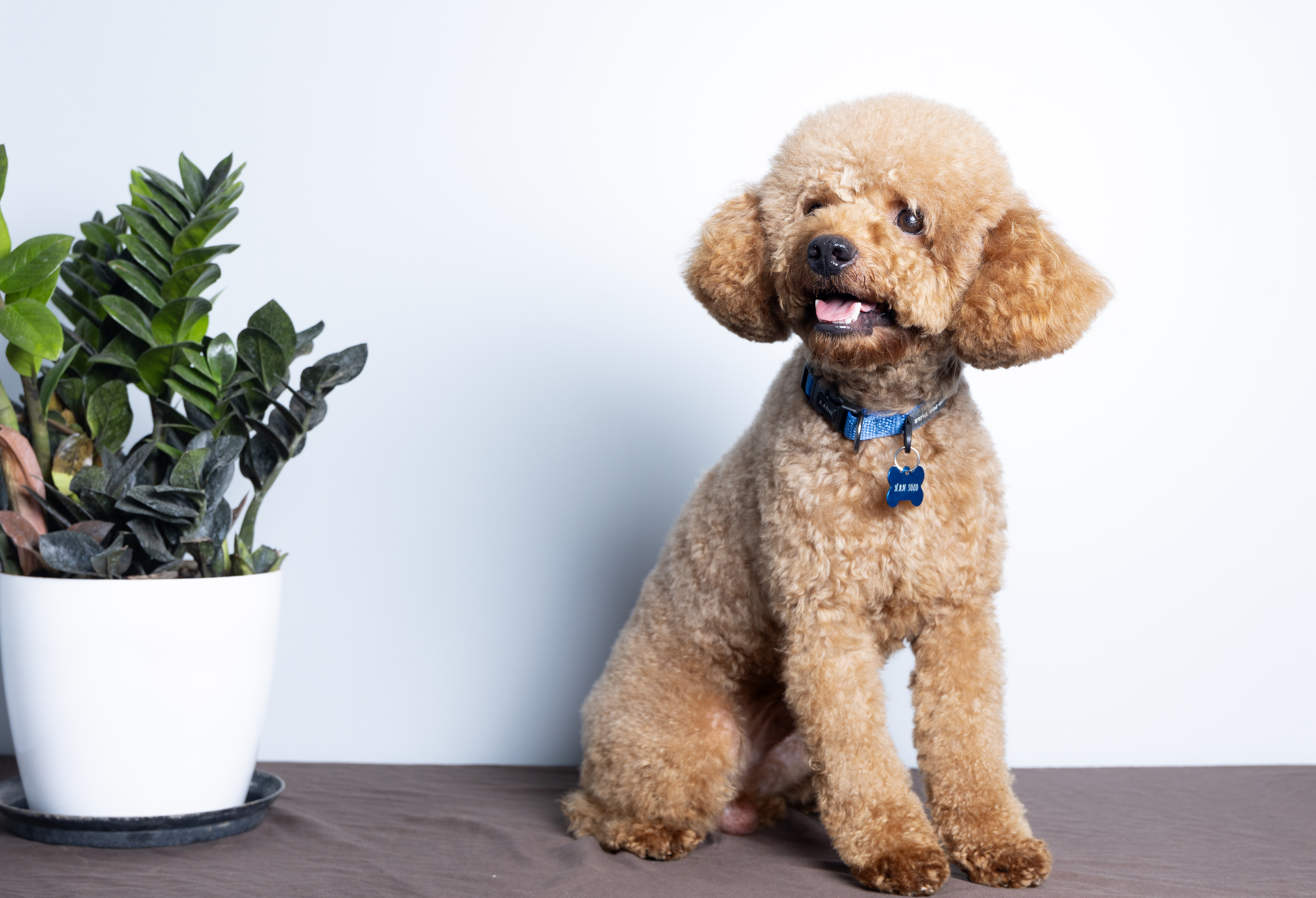 Han Solo, Mini Poodle