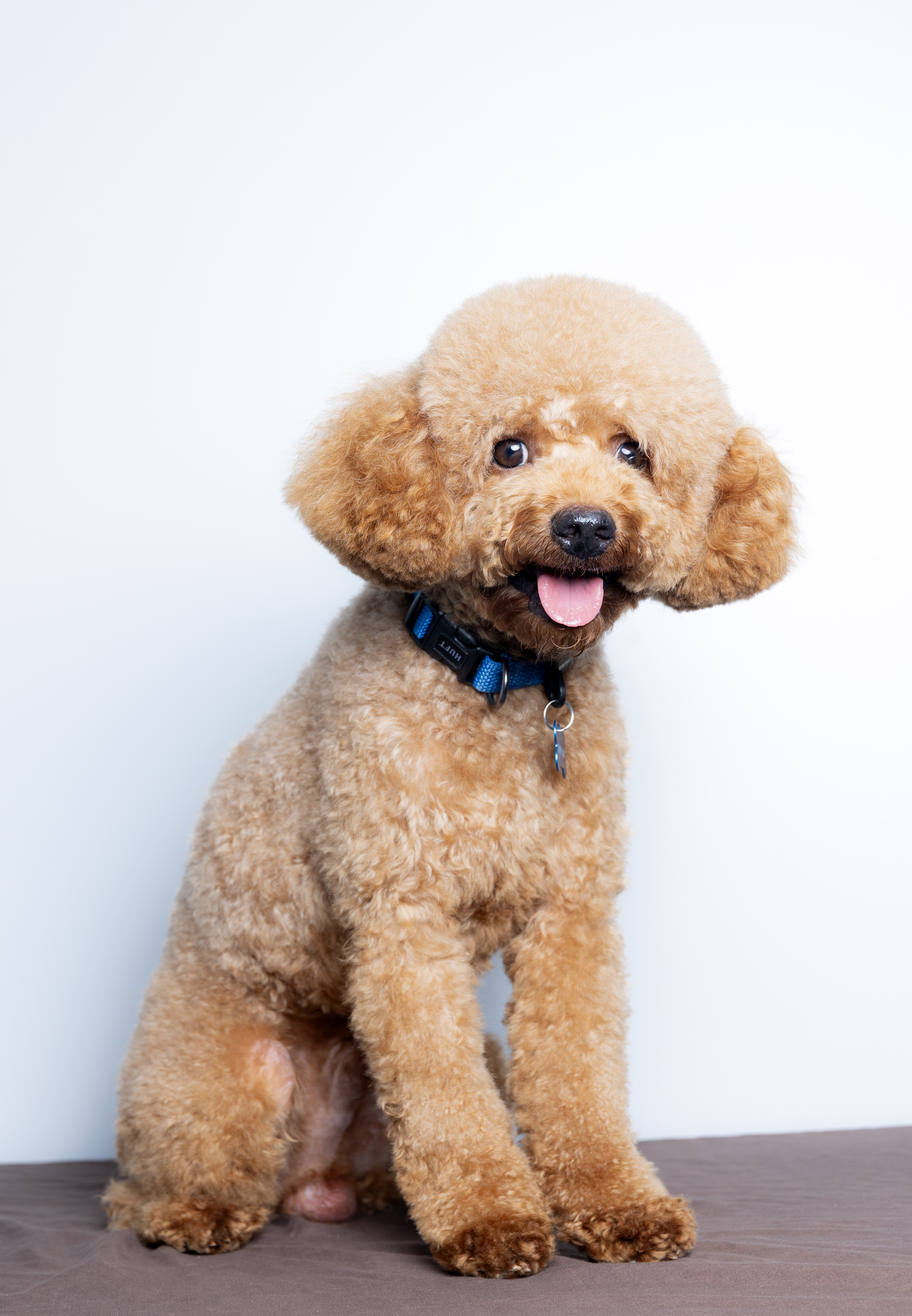 Han Solo, Mini Poodle