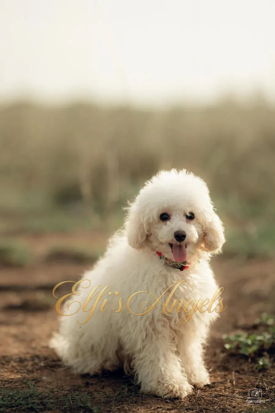 Toy Poodle parent dogs at Elfi’s Angels Kennel