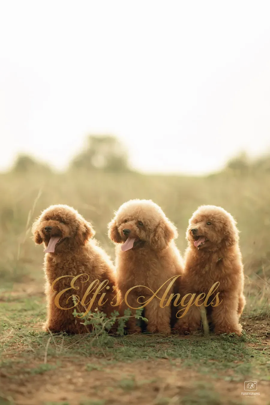Miniature Poodle parent dogs at Elfi’s Angels Kennel