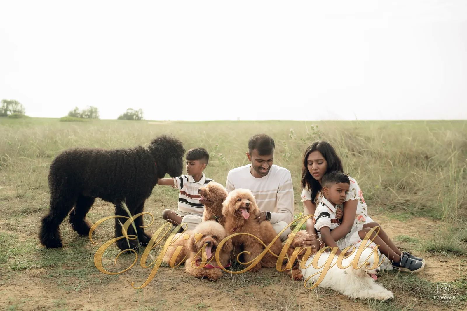 Our family with our Toy, Miniature and Standard Poodles
