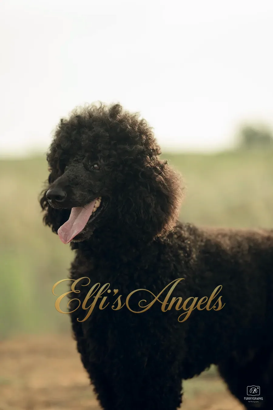 Jack Sparrow at Elfi’s Angels Kennel