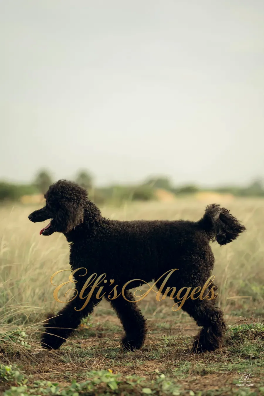 Jack Sparrow at Elfi’s Angels Kennel