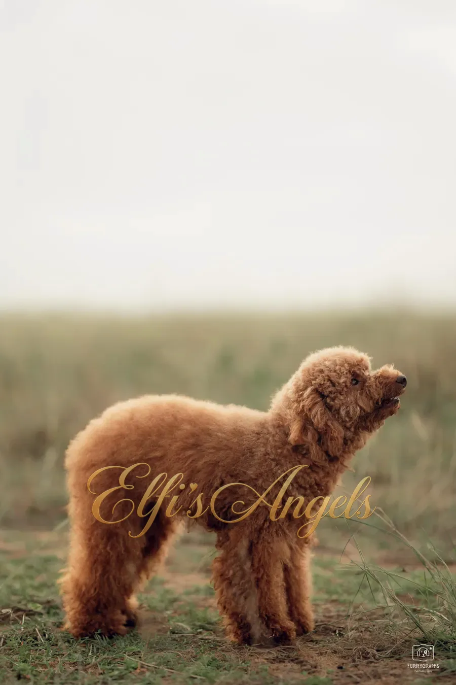 Leia Organa at Elfi’s Angels Kennel