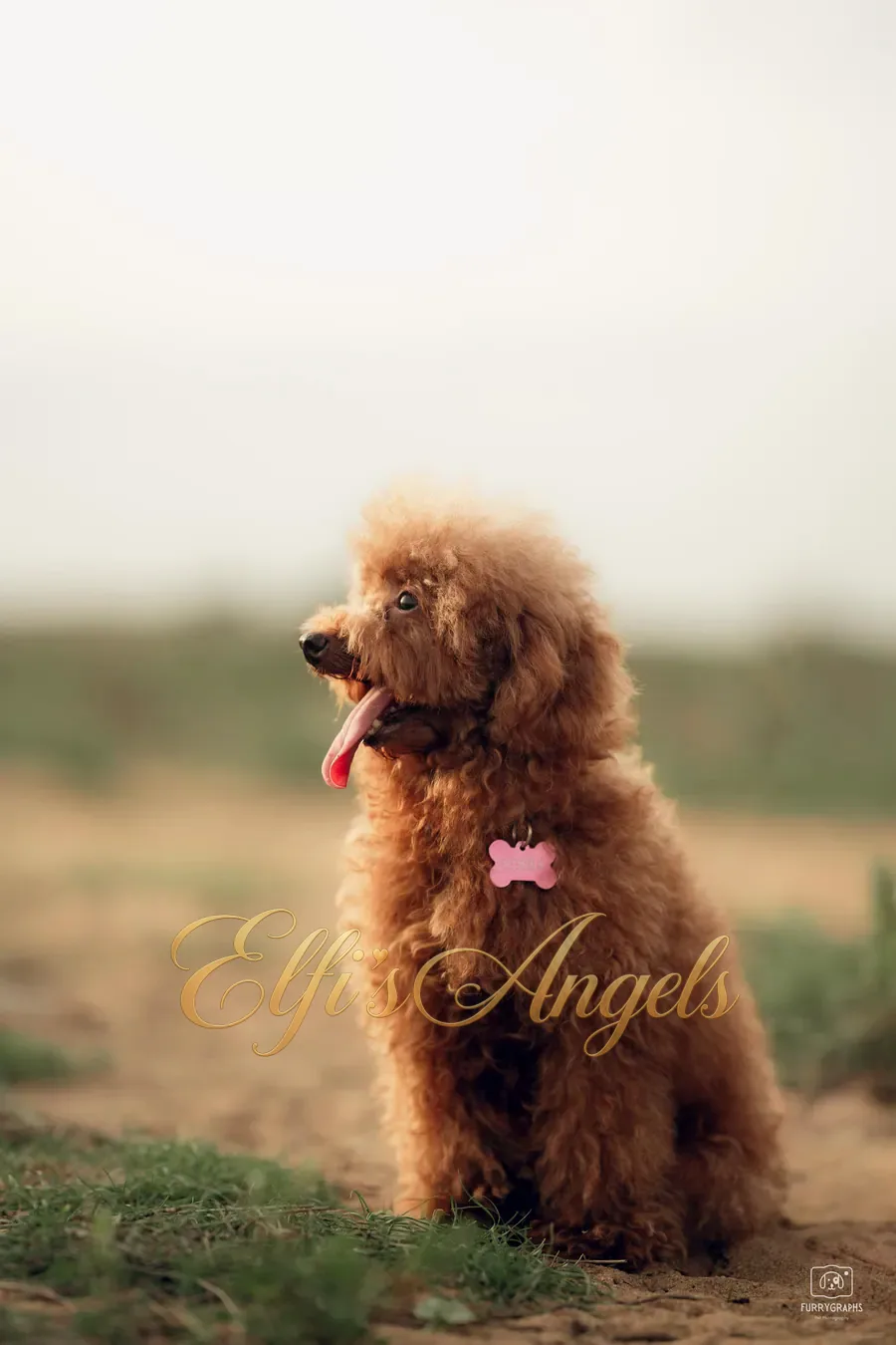 Padmé Amidala at Elfi’s Angels Kennel