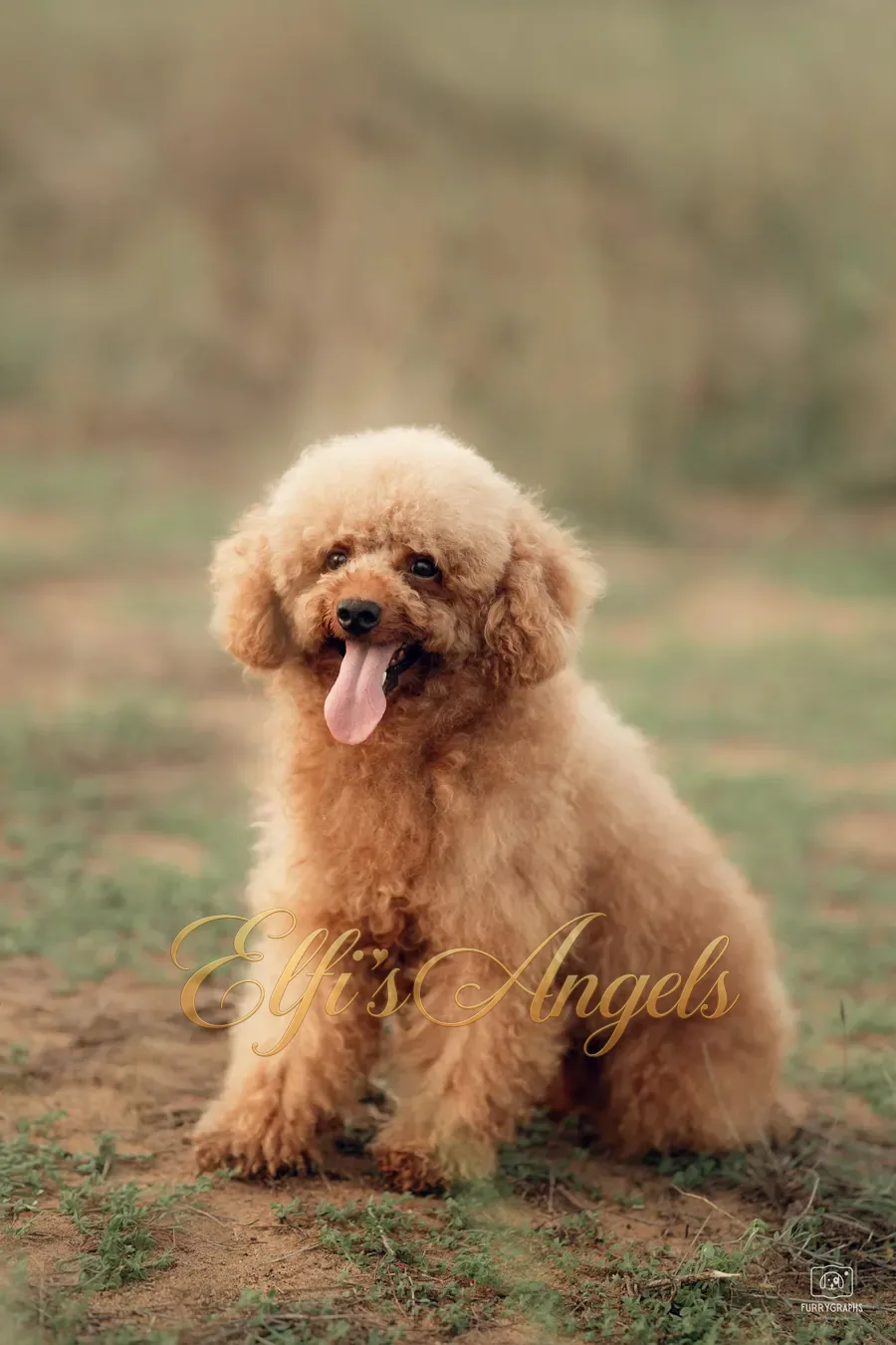 Han Solo at Elfi’s Angels Kennel