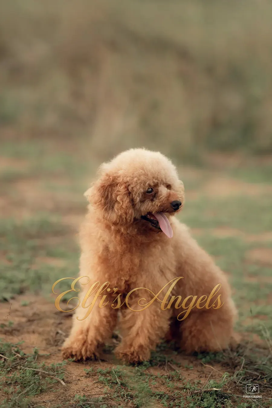 Han Solo at Elfi’s Angels Kennel