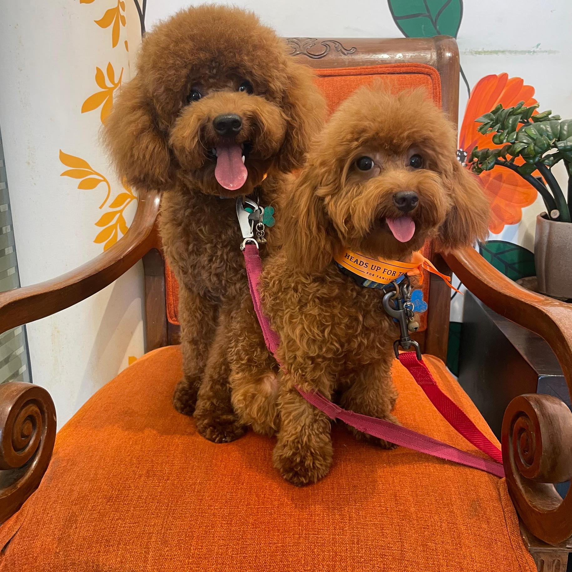 Beautiful cream Mini Poodle puppy from Elfi's Angels premium care program