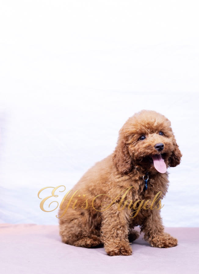 Miniature Poodle male Anakin Skywalker in Chennai