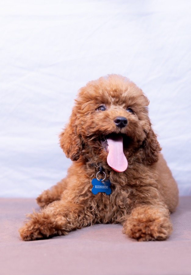 Anakin Skywalker, black Mini Poodle