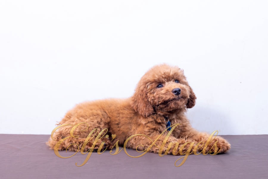Anakin Skywalker red Miniature Poodle male