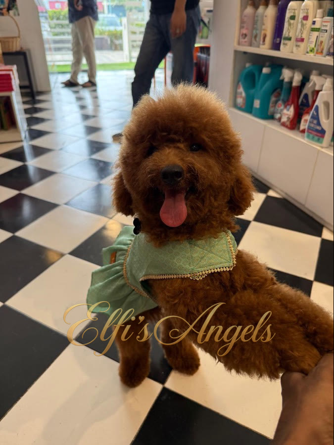 Bo-Katan Kryze Miniature Poodle female