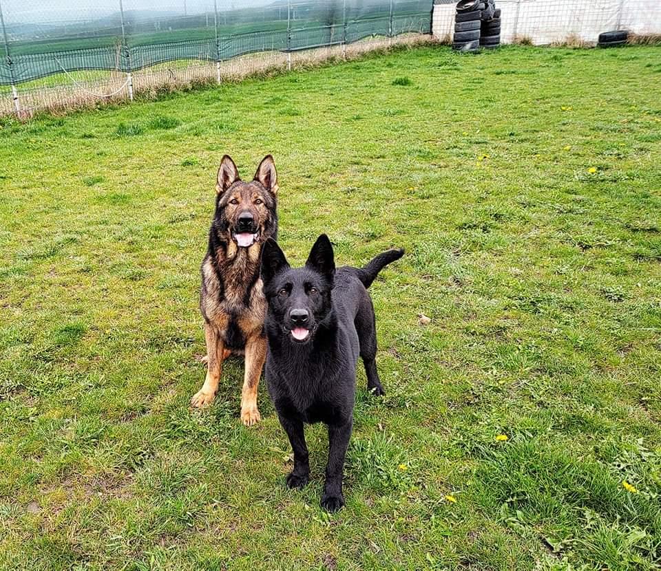 Draco's German Shepherd grandparents