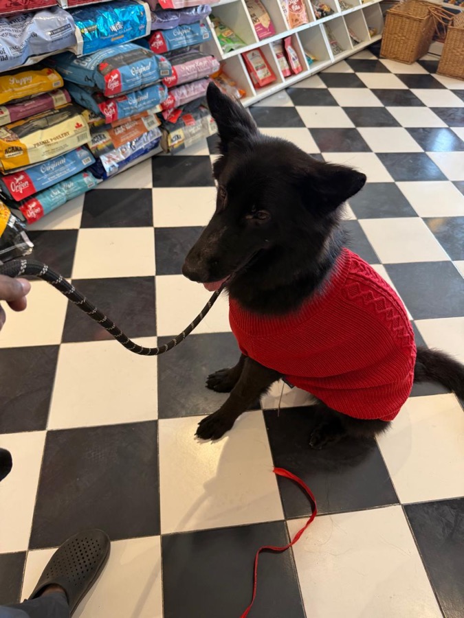 Gabi, black long coat German Shepherd female