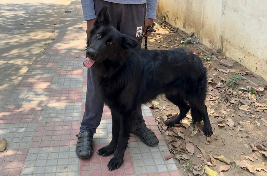 Gabi, black long coat German Shepherd female