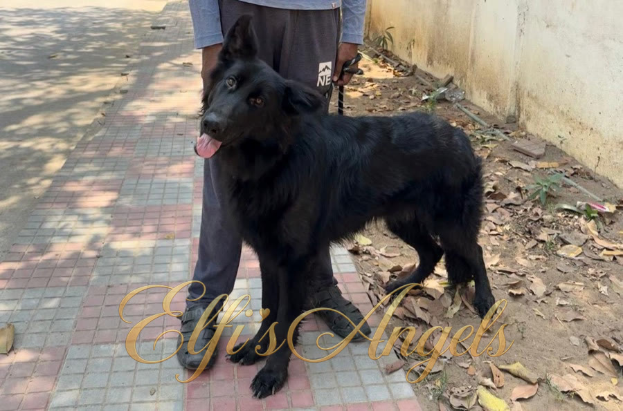 Gabi straight back black GSD female in Chennai