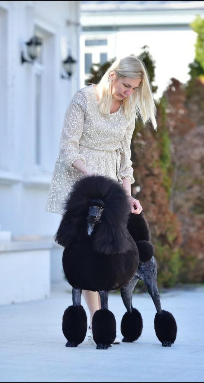 Jack Sparrow's black Standard Poodle father