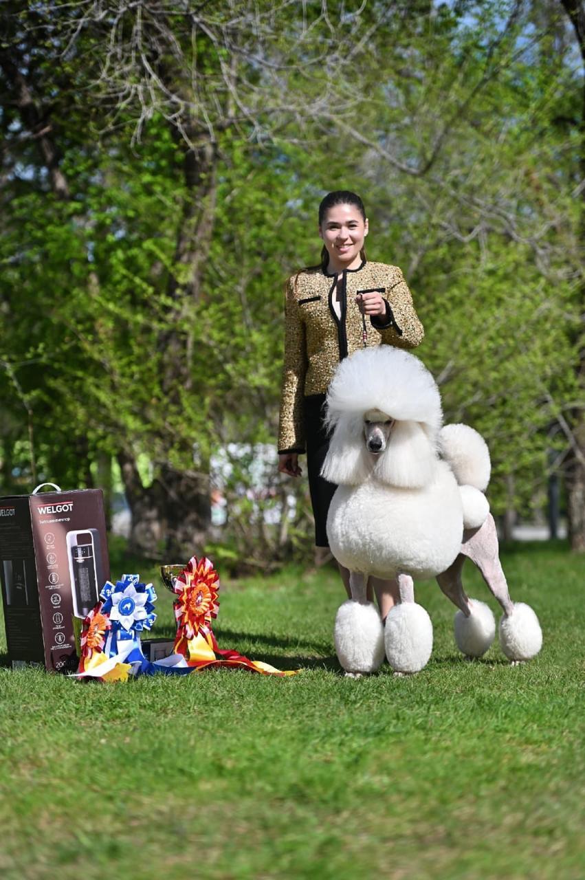 Jack Sparrow's white Standard Poodle mother with awards