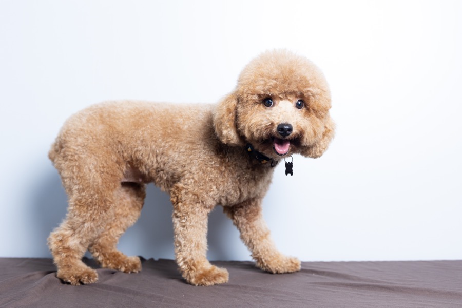 Princess Leia, cream Mini Poodle