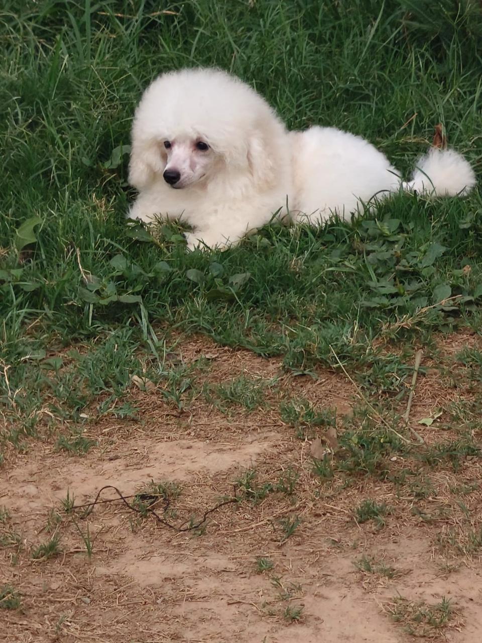 Rey Skywalker white Toy Poodle female