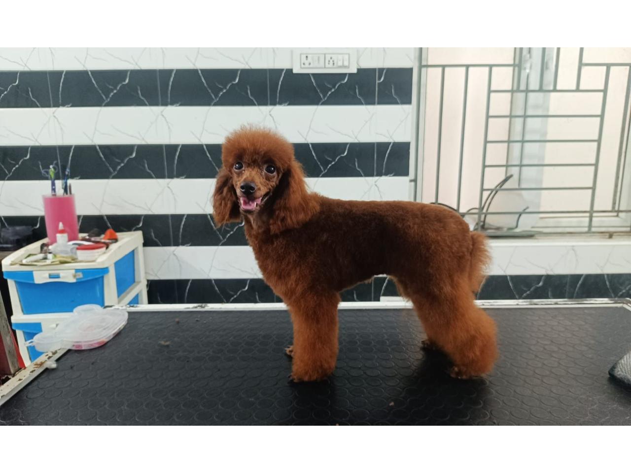 Tsar Mandalorian's Toy Poodle mother