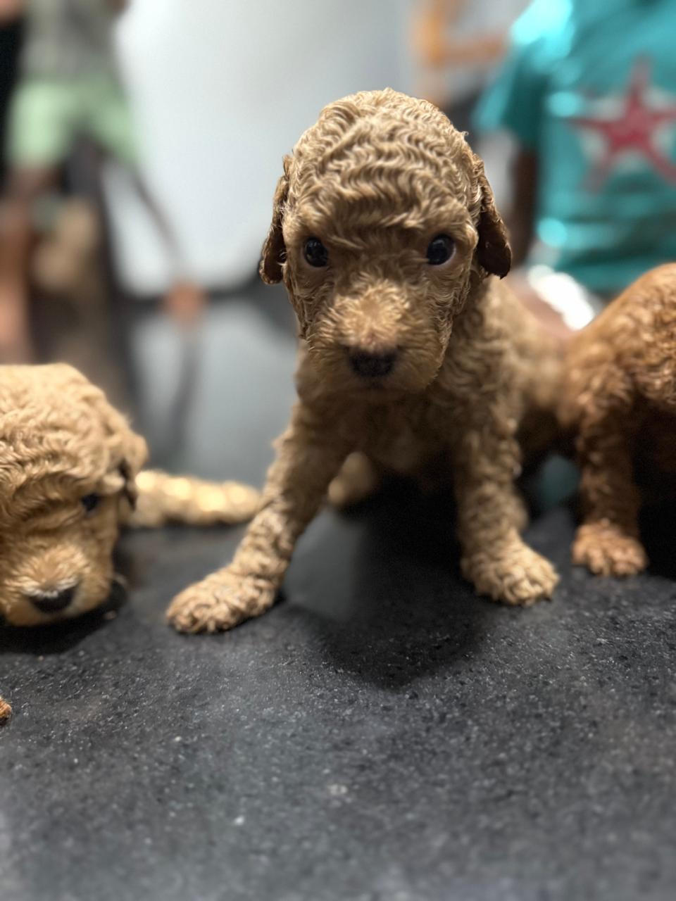 Male 2 - 4 week old apricot Mini Poodle puppy available for sale
