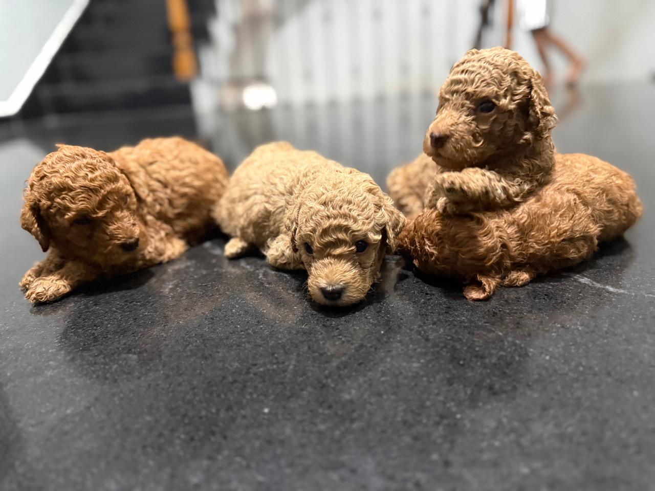 Male 4 - 4 week old red Mini Poodle puppy available for sale