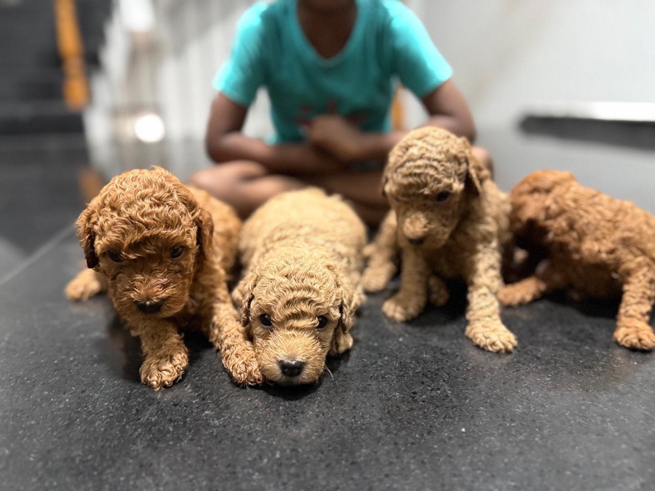 Male 3 - 4 week old apricot Mini Poodle puppy available for sale